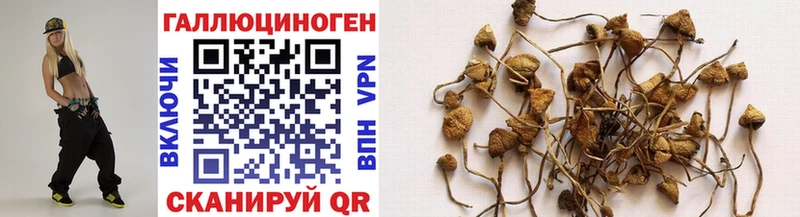 Галлюциногенные грибы Psilocybine cubensis  Купить где  Всеволожск 